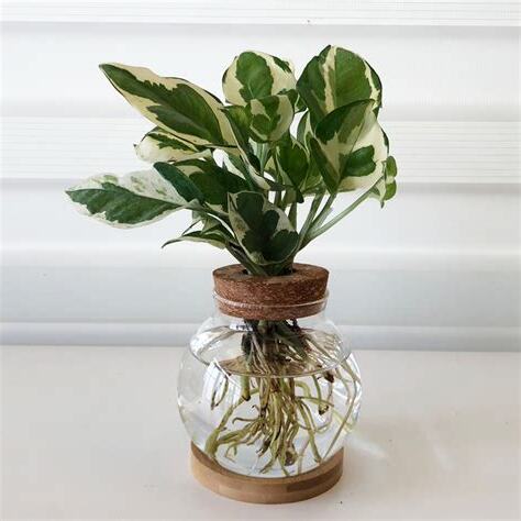 辦公室 水耕植物